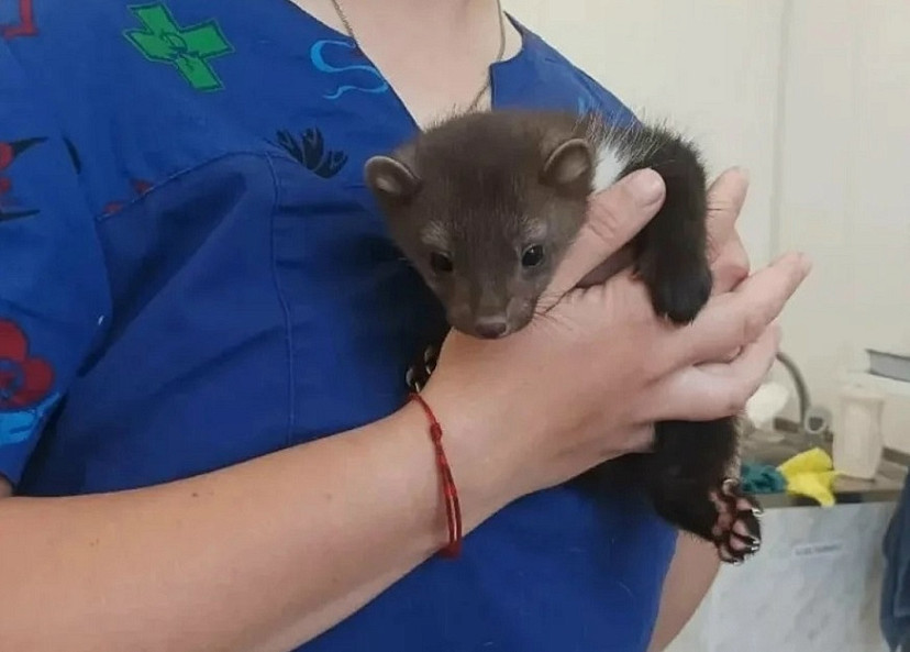 Под Саратовом чипировали домашних куниц