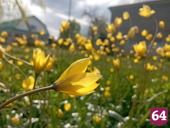 Соцсети украсили обсыпанные цветами меловые горы в Саратовской области